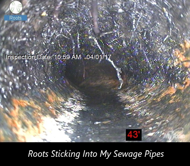 Roots with caption